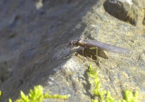 Réf. 317 325 : Protonemura sp.